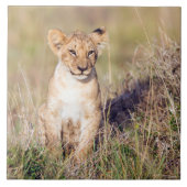 Jonge leeuw tegeltje (Voorkant)