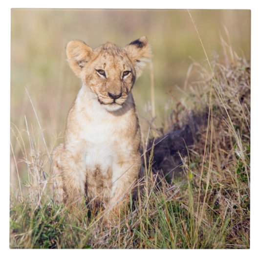 Jonge leeuw tegeltje (Voorkant)