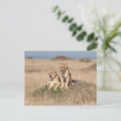 Jonge leeuwen briefkaart (Staand voorkant)