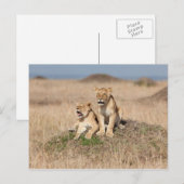 Jonge leeuwen briefkaart (Voorkant / Achterkant)