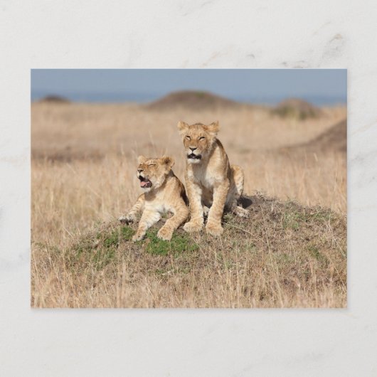 Jonge leeuwen briefkaart (Voorkant)