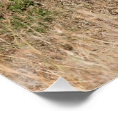 Jonge leeuwen perfect poster (Hoek)