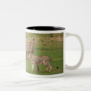 Jonge leeuwen spelen, Panthera leo, Kgalagadi Tweekleurige Koffiemok