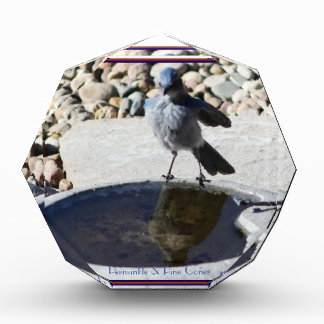 Jonge machtige blauwe vogel die zichzelf in de vij fotoblokken
