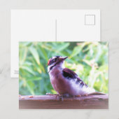Jonge mannelijke Downy-specht op leuning Briefkaart (Voorkant / Achterkant)