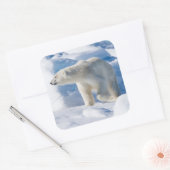 Jonge mannelijke ijsbeer vierkante sticker (Envelop)