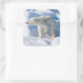 Jonge mannelijke ijsbeer vierkante sticker (Tas)