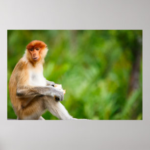 Jonge mannelijke proboscis aap in het wild op Born Poster