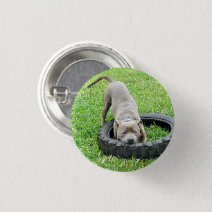 Jonge mannelijke Staffy speelt met zijn band, Ronde Button 3,2 Cm