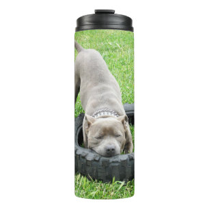 Jonge mannelijke Staffy speelt met zijn band, Thermosbeker
