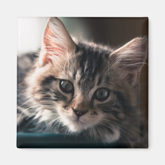 Jonge Mannelijke Tabby Kat 2 Magneet (Voorkant)