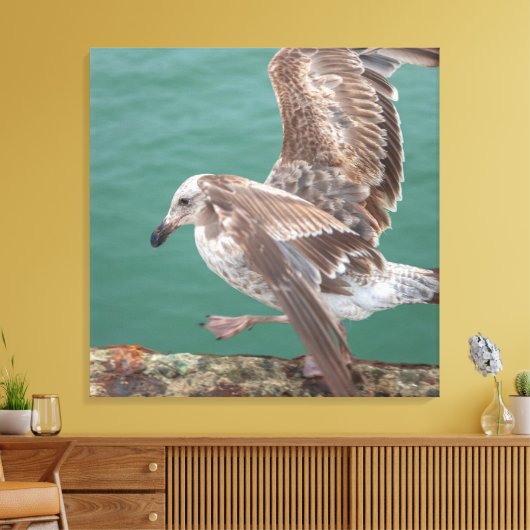 jonge meeuw canvas afdruk (Insitu (Woonkamer))