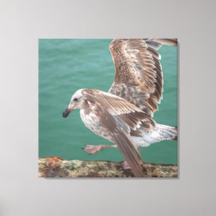 jonge meeuw canvas afdruk