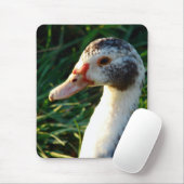 Jonge Muscovy Hen Eend Muismat (Met muis)