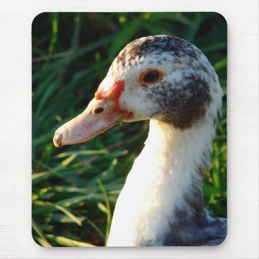 Jonge Muscovy Hen Eend Muismat (Voorkant)