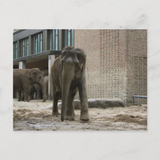 Jonge nieuwsgierige olifant briefkaart