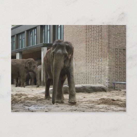 Jonge nieuwsgierige olifant briefkaart (Voorkant)
