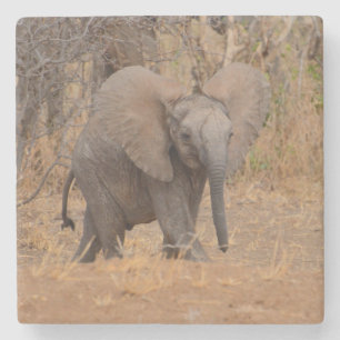 Jonge olifant met wijd uitstaande oren. stenen onderzetter
