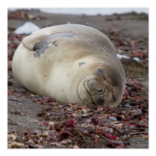 Jonge olifantenzeehond perfect poster (Voorkant)