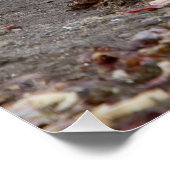 Jonge olifantenzeehond perfect poster (Hoek)