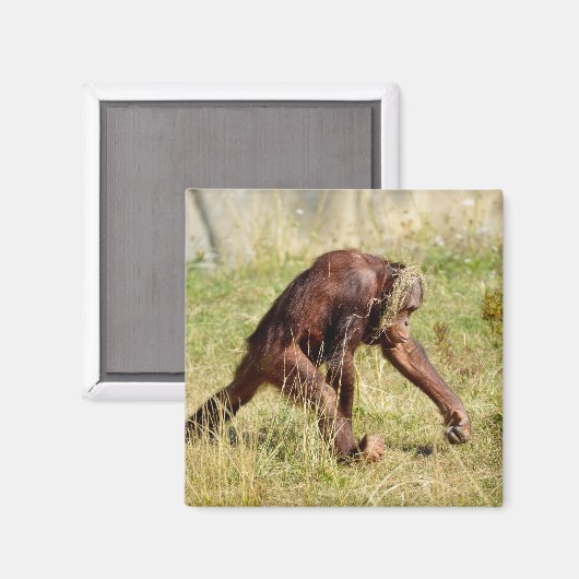 Jonge orang-oetan die op gras loopt magneet (Voorkant / Achterkant)