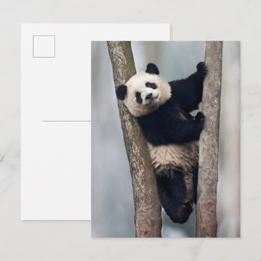 Jonge Panda die een boom beklimt, China Briefkaart (Voorkant / Achterkant)