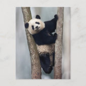 Jonge Panda die een boom beklimt, China Briefkaart (Voorkant)