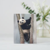 Jonge Panda die een boom beklimt, China Briefkaart (Staand voorkant)