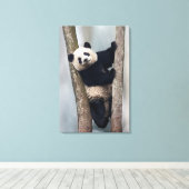 Jonge Panda die een boom beklimt, China Canvas Afdruk (Insitu (Houten vloer))