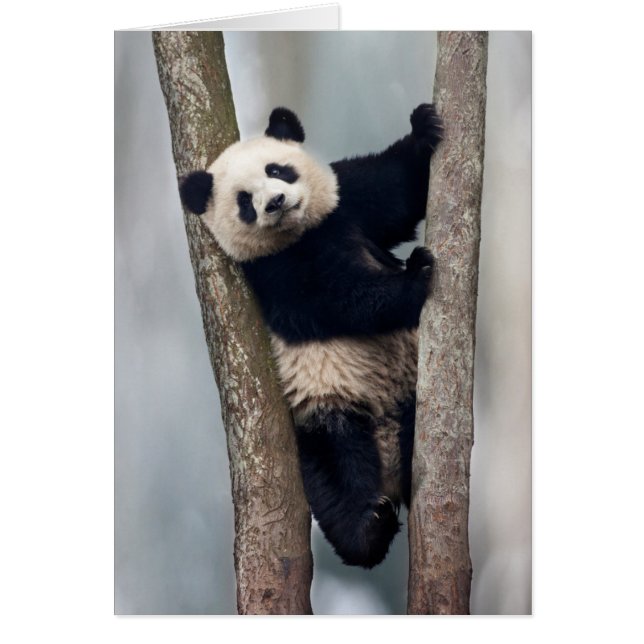 Jonge panda klimt in een boom, China (Voorkant)