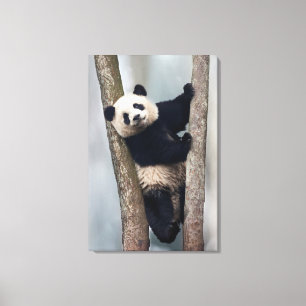 Jonge panda klimt in een boom, China Canvas Afdruk
