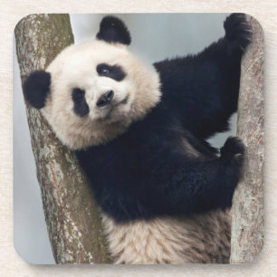 Jonge panda klimt in een boom, China Drankjes Onderzetter
