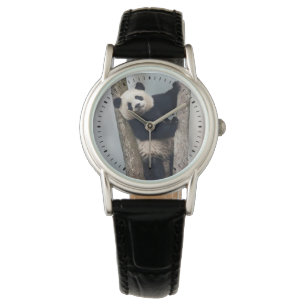 Jonge panda klimt in een boom, China Horloge