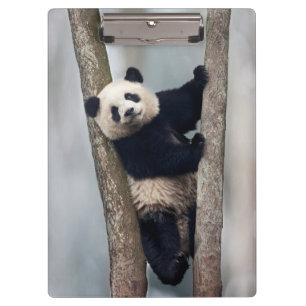 Jonge panda klimt in een boom, China Klembord