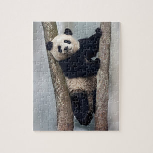 Jonge panda klimt in een boom, China Legpuzzel