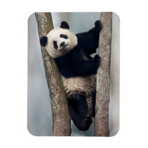 Jonge panda klimt in een boom, China Magneet