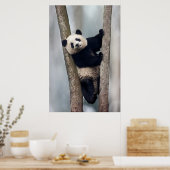 Jonge panda klimt in een boom, China Poster (Keuken)