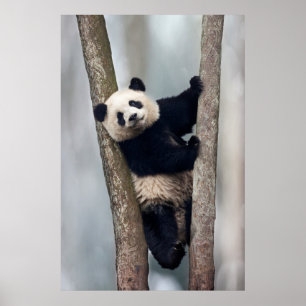 Jonge panda klimt in een boom, China Poster