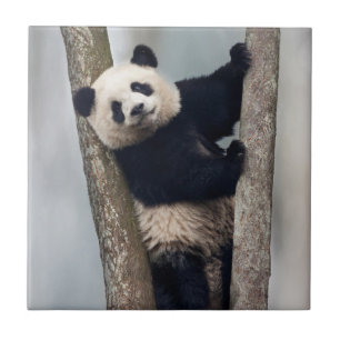 Jonge panda klimt in een boom, China Tegeltje