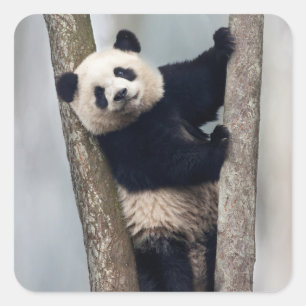 Jonge panda klimt in een boom, China Vierkante Sticker