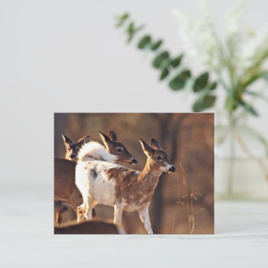 Jonge piebalherten briefkaart (Staand voorkant)