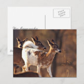 Jonge piebalherten briefkaart (Voorkant / Achterkant)