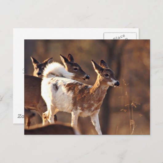 Jonge piebalherten briefkaart (Voorkant / Achterkant)