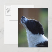 jonge pup Border Collie Briefkaart (Voorkant / Achterkant)