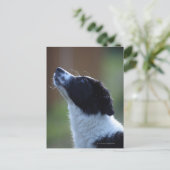 jonge pup Border Collie Briefkaart (Staand voorkant)