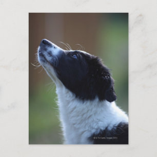 jonge pup Border Collie Briefkaart