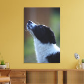 jonge pup Border Collie Canvas Afdruk (Insitu (Woonkamer))