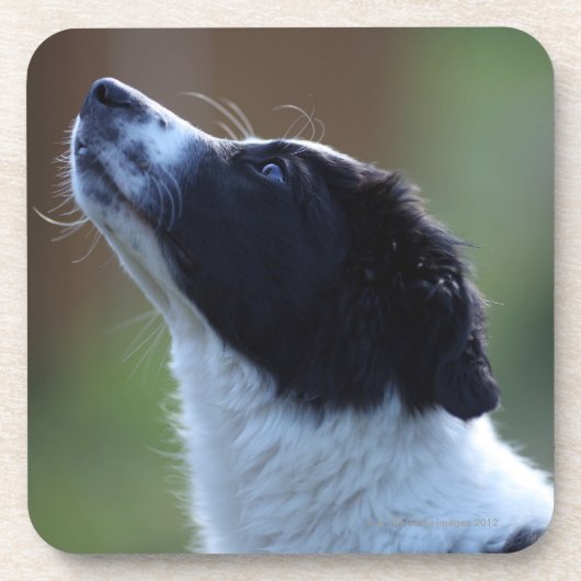 jonge pup Border Collie Drankjes Onderzetter (Voorkant)