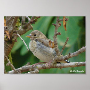 Jonge putter in amandelboom poster