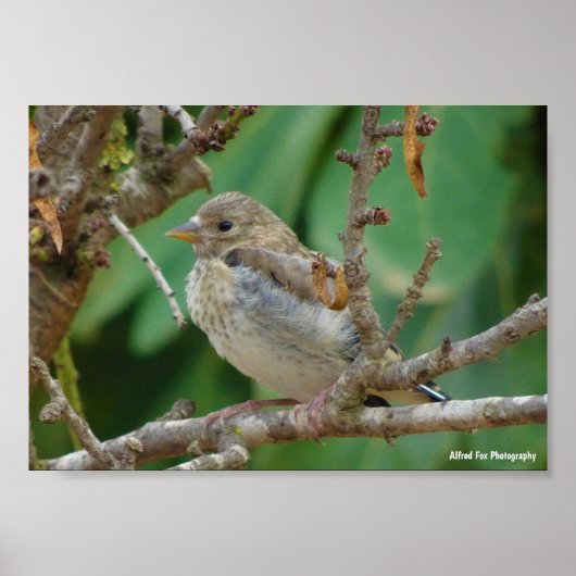 Jonge putter in amandelboom poster (Voorkant)